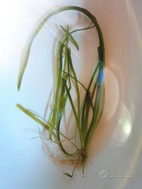pianta acquario vallisneria nana verde
