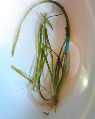 pianta acquario vallisneria nana verde