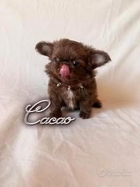 Chihuahua maschio con pedigree enci