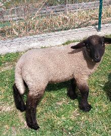 Agnella razza suffolk