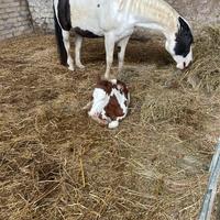 Cavalla paint con puledro overo