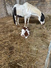 Cavalla paint con puledro overo