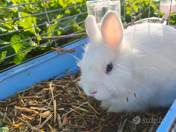 Coniglietto nano con gabbia