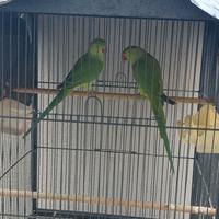 Pappagalli Parrocchetti dal collare