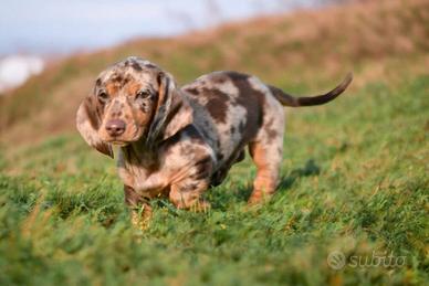 Cuccioli bassotto nano-Allevamento certificato