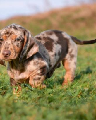 Cuccioli bassotto nano-Allevamento certificato