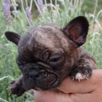 Bull dog francese