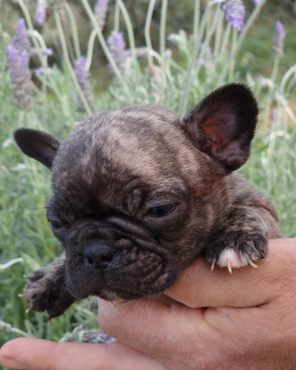 Bull dog francese