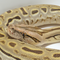 Pitone Moluro Maschio Bivittatus