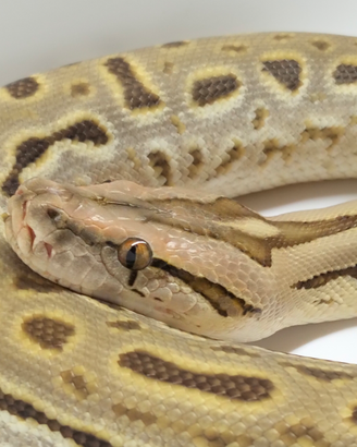 Pitone Moluro Maschio Bivittatus