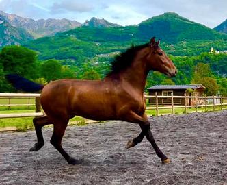 Cavallo Andaluso