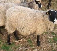 Monto e pecora d 6 mesi Romanov