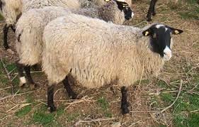 Monto e pecora d 6 mesi Romanov
