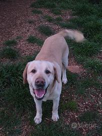 Labrador maschio