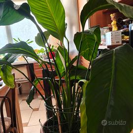 Pianta Spatifiliun o Giglio della pace 