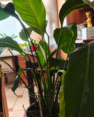 Pianta Spatifiliun o Giglio della pace 