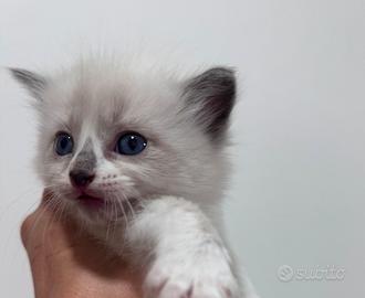 Ragdoll disponibile