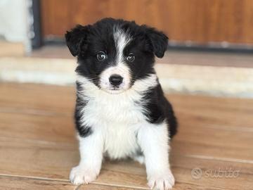 Border collie