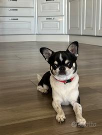 Maschio chihuahua tricolore