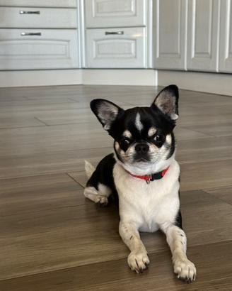 Maschio chihuahua tricolore