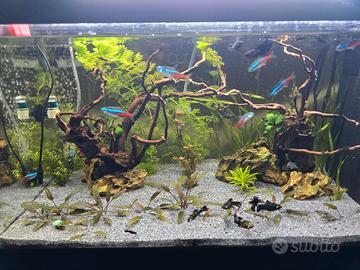 Acquario completo 60 lt