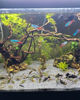 Acquario completo 60 lt