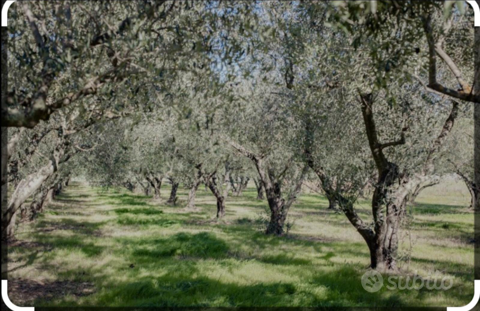 Olivetto 10000 mq - Vista 2