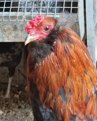 Gallo Araucana