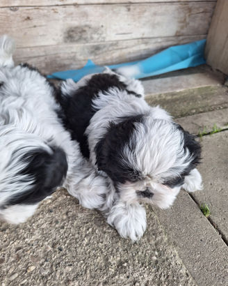 Cuccioli di schitzu