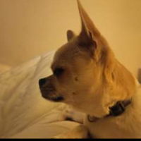 Chihuahua per monta