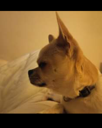 Chihuahua per monta