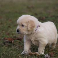 Golden retriver testati