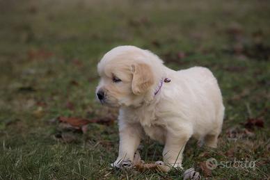 Golden retriver testati