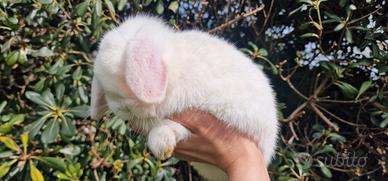 Minilop puro maschio adulto