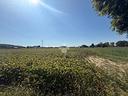 ter-agricolo-a-borgoricco