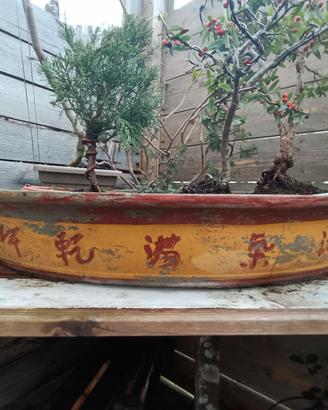 vaso bonsai gigante 