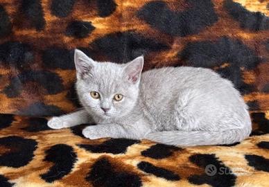 Gattini British shorthair