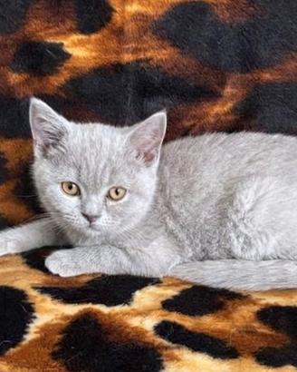 Gattini British shorthair