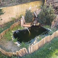 3 tartarughe adulte , 2 femmine e 1 maschio