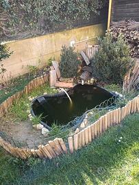 3 tartarughe adulte , 2 femmine e 1 maschio