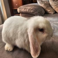 Coniglio Nano Ariete Minilop 3 mesi