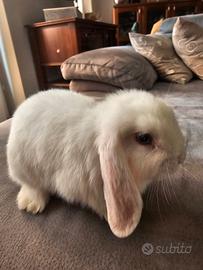 Coniglio Nano Ariete Minilop 3 mesi