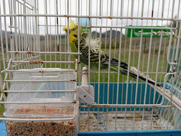 Cocorite Animali Esotici Pappagalli Hagoromo anell