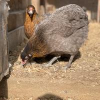 Galline Oliveegger e araucane