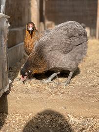 Galline Oliveegger e araucane
