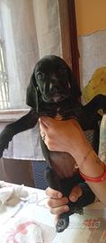 Cucciole setter weimaraner