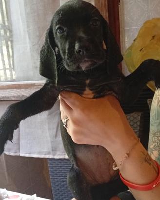 Cucciole setter weimaraner