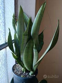 Sansevieria  "Moonshine" 