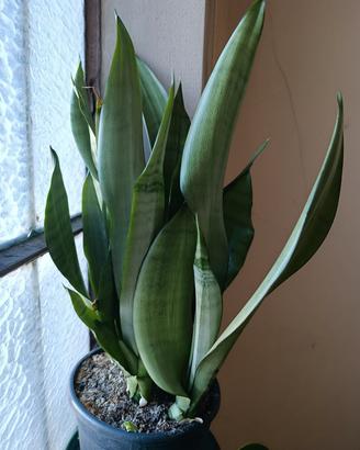 Sansevieria  "Moonshine" 