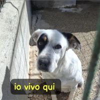 Fiorella 14ANNI DI CANILE E DI NULLA CALABRIA